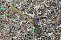 Sauromatum pedatum